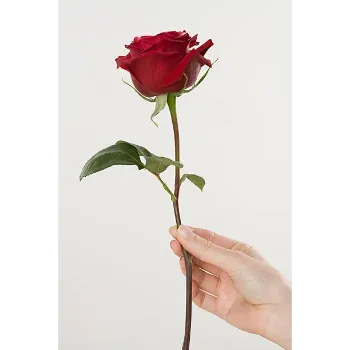 Natural Red Rose